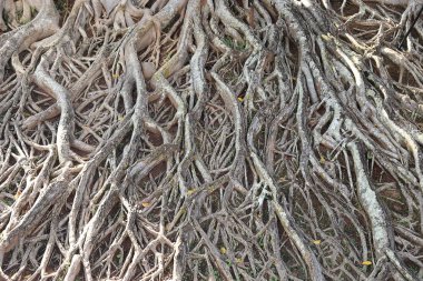 Büyük ağaç köklerinin.