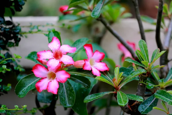 Azalea Λουλούδια Πρωί — Φωτογραφία Αρχείου