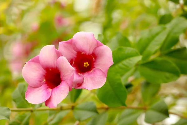 Ibisco Gigante Fiore Ibisco Ibisco Fiore Selettivo Focus — Foto Stock