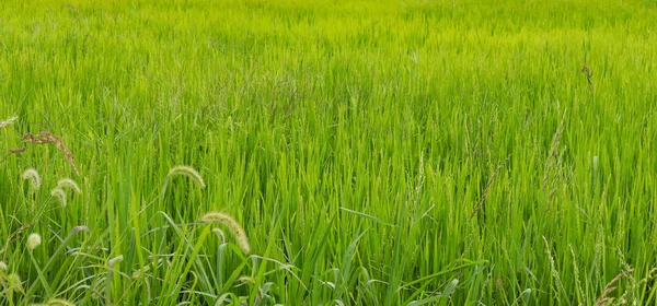 Campo Arroz Lado Estrada Coreia Sul Campo Arroz Verde Coreia — Fotografia de Stock