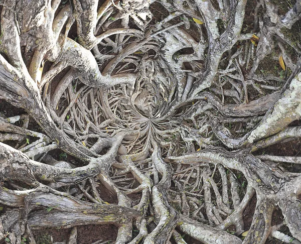 Корни Большого Дерева — стоковое фото