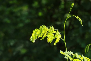 leucaena veya kurşun ağaç.