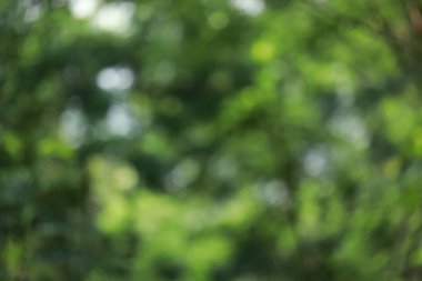 bokeh doğa arka plan bulanık yeşil