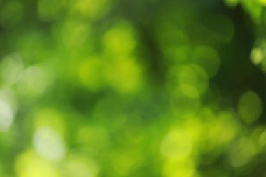 bokeh doğa arka plan bulanık yeşil