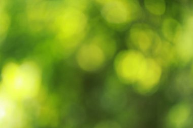 bokeh doğa arka plan bulanık yeşil