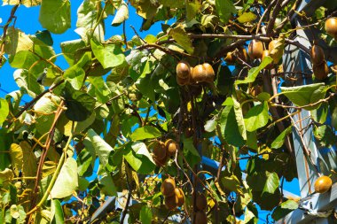 Yeşil kivi ağaca olgunlaşır. Kivi dal. Sağlıklı bakım meyve