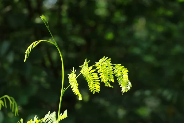 Leucena Árvore Chumbo — Fotografia de Stock