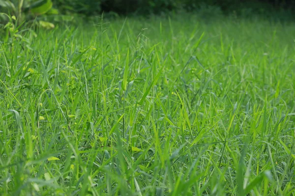 otlak doğal arka planı için