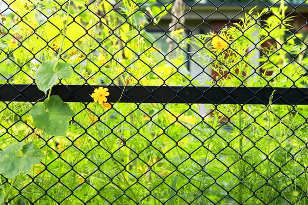 wedelia trilobata flower on nets fence with the yellow flower in the morning on background