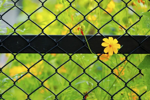 Wedelia trilobata flower on nets fence with the yellow flower in the morning on background