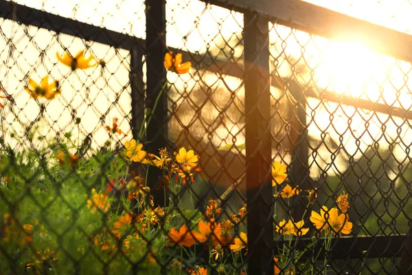 Nets Fence Yellow Flower Morning Background — Stock Photo, Image