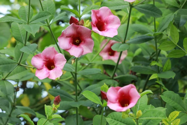 Αναρριχητικό Φυτό Σαλπίγγων Λουλούδια Στον Κήπο — Φωτογραφία Αρχείου