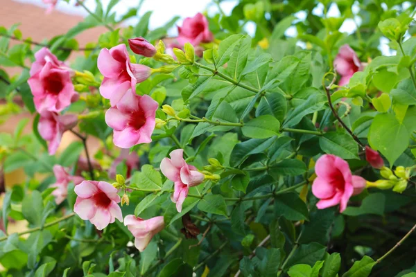 Fiori Rampicante Tromba Giardino — Foto Stock