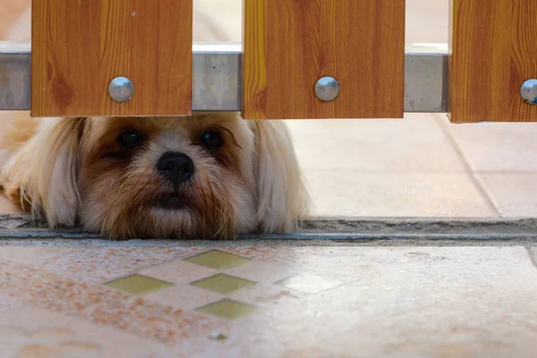 Patron için bekliyor: köpek göz kapının arkasında