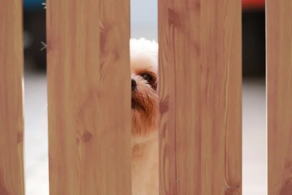 上司を待っている ドアの後ろに犬目 — ストック写真