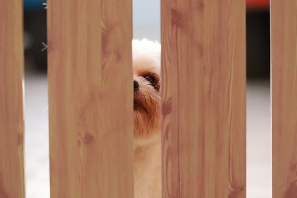 Attendant Patron Oeil Chien Derrière Porte — Photo