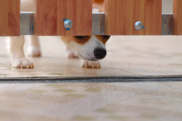 Patron için bekliyor: soyut kapının arkasında köpek bacak