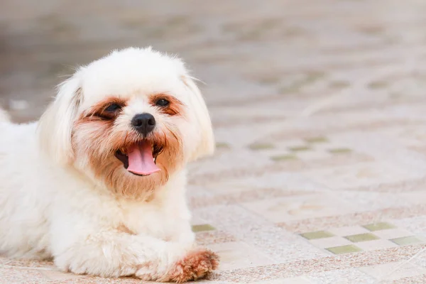 Perro Sentarse Suelo Con Lengua Fuera — Foto de Stock