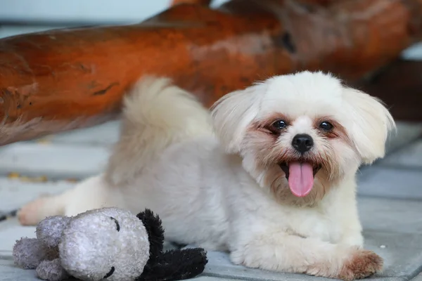 Cão Sentar Chão Com Língua Para Fora — Fotografia de Stock