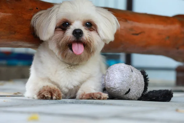 Cão Sentar Chão Com Língua Para Fora — Fotografia de Stock