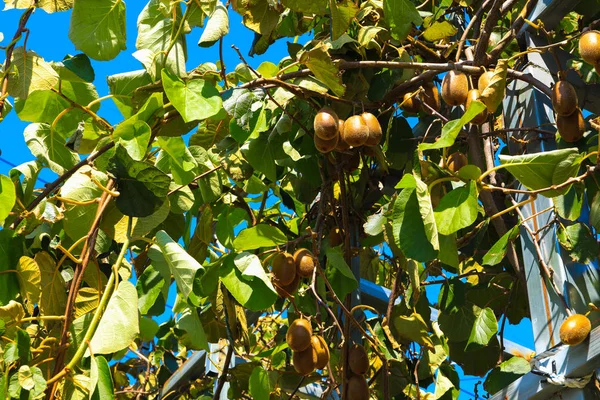 Green kiwis ripen on a tree. Kiwis on a branch. Healthy care fruit