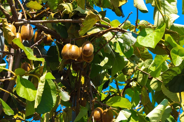 Green kiwis ripen on a tree. Kiwis on a branch. Healthy care fruit