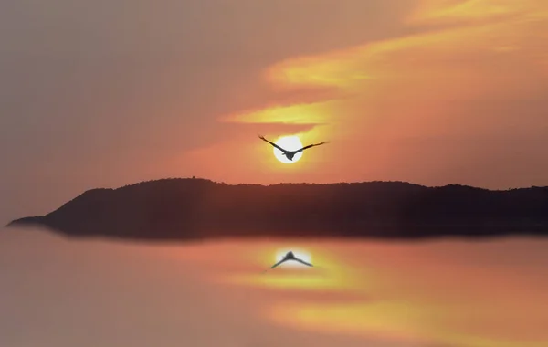 Σιλουέτα Του Πουλιά Που Πετούν Για Φόντο Του Ήλιου — Φωτογραφία Αρχείου