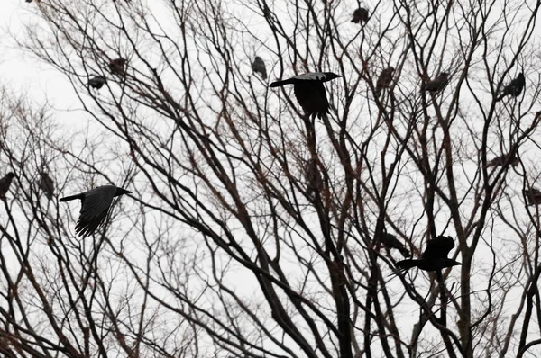 Orada Kuşlar Dallarda — Stok fotoğraf