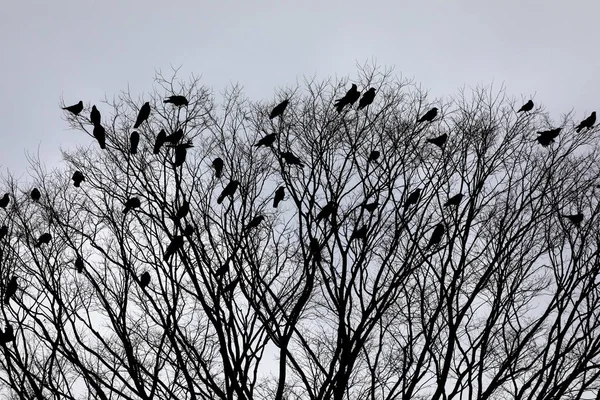 Jsou Ptáci Větvích — Stock fotografie
