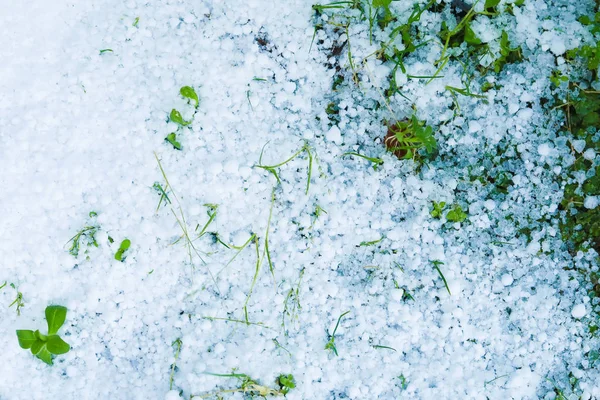 Sneeuwbedekking Gras — Stockfoto