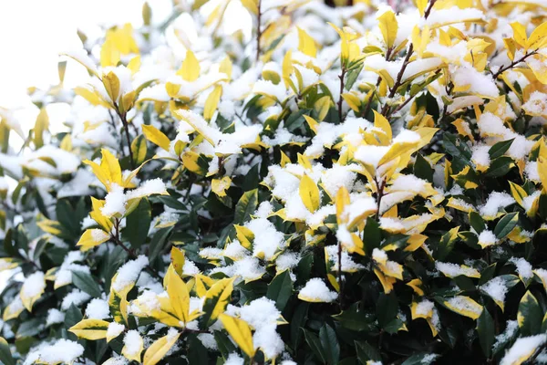 snow fall cover on leaves