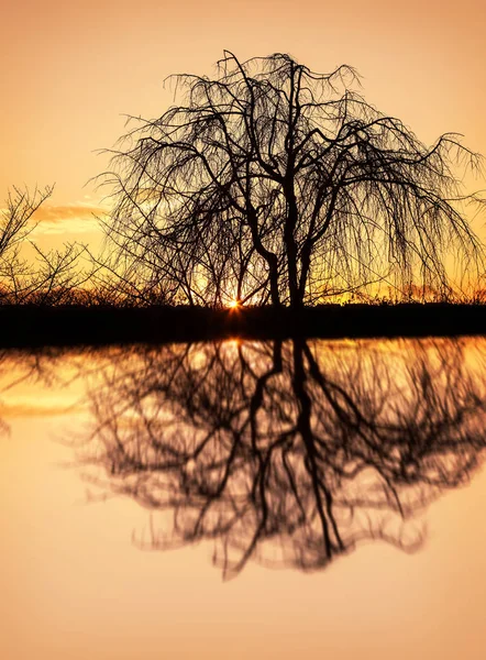 Ağacın Doğal Arka Plan Için Günbatımı Sırasında Siluetleri — Stok fotoğraf
