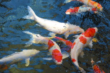 crapfish havuzu veya fantezi saçmalığı gölet