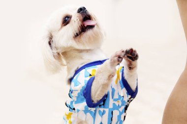 Umut: yiyecek arayan köpek ayakta.