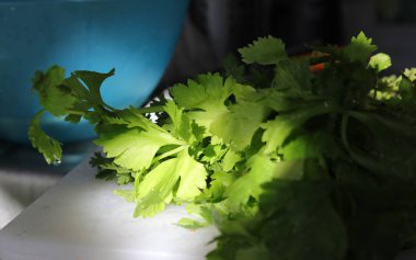 kişniş, taze yeşil kişniş