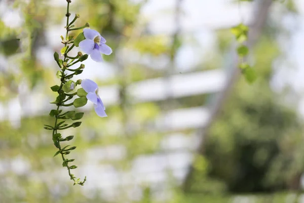 Fiore Tromba Del Bengala Bellissimo Fiore Tromba Del Bengala Blu — Foto Stock