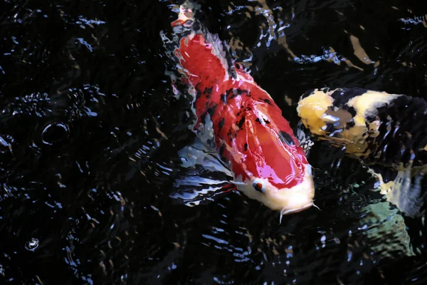 Havuzda Süslü Sazan Balığı — Stok fotoğraf