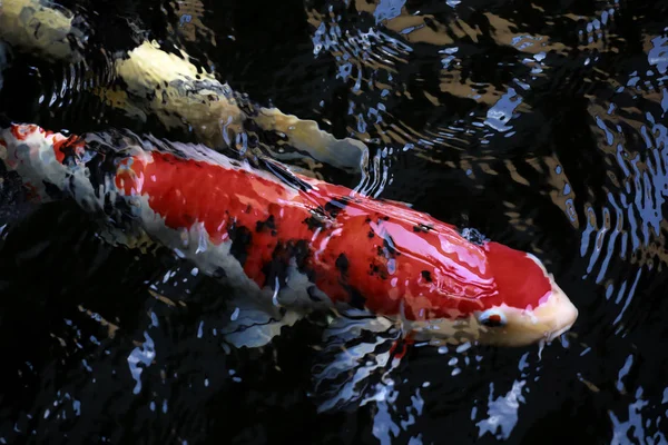 Ikan Mas Yang Cantik Kolam — Stok Foto