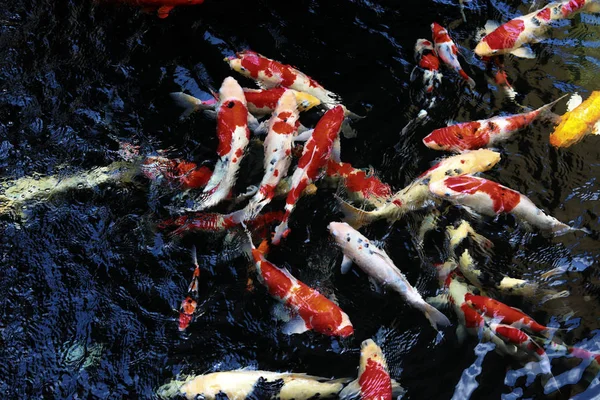 Ikan Mas Yang Cantik Kolam — Stok Foto