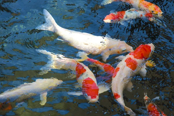 crapfish havuzu veya fantezi saçmalığı gölet