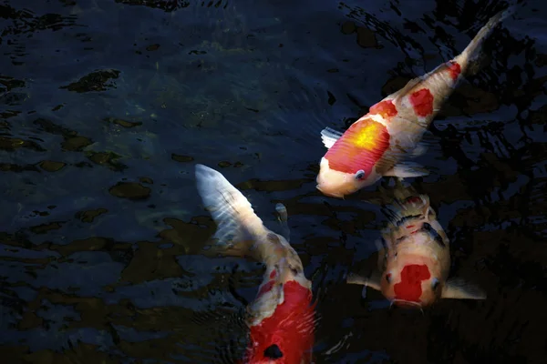 Ikan Mas Yang Cantik Kolam — Stok Foto