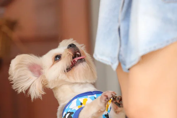 Perro Encantador Con Dueño — Foto de Stock