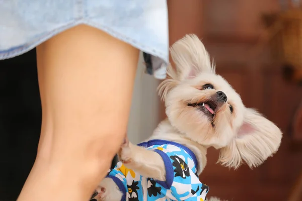 Perro Encantador Con Dueño — Foto de Stock