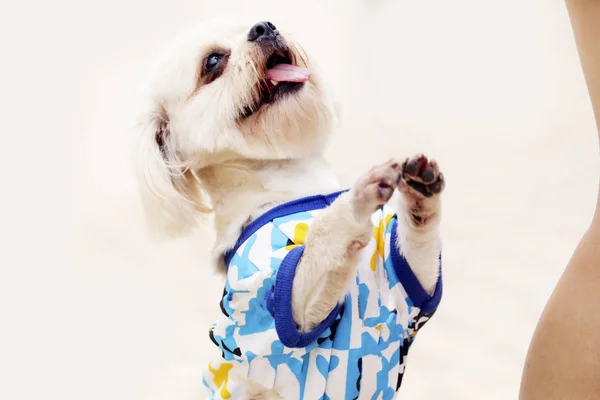 Umut: yiyecek arayan köpek ayakta.