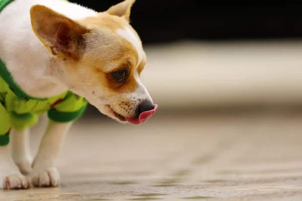 Perro Encantador Con Dueño — Foto de Stock