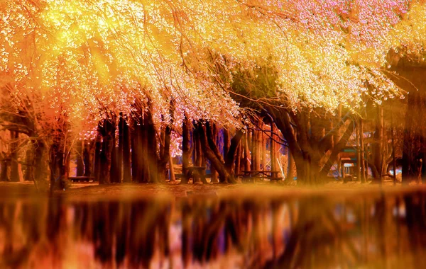 Boom Reflectie Het Water Voor Natuurlijke Achtergrond — Stockfoto