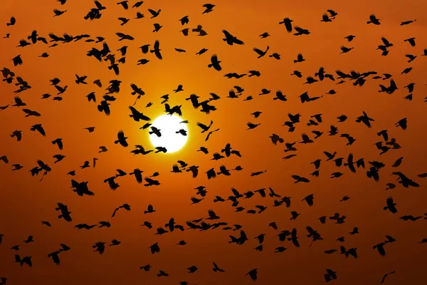 Silhueta Aves Voadoras Fundo Sol — Fotografia de Stock