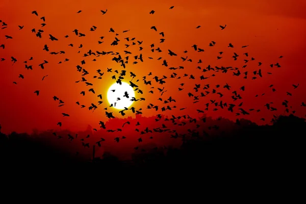 Silhueta Aves Voadoras Fundo Sol — Fotografia de Stock