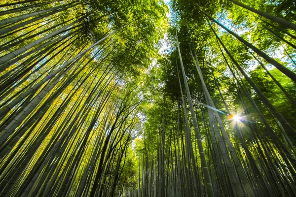 Bamboo Forest of Arashiyama , Kyoto ,Japan