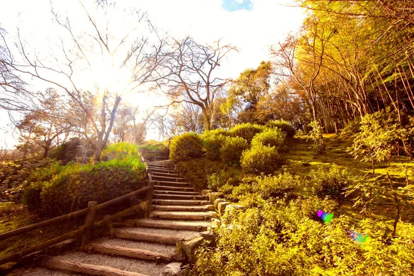 Promenade Dans Forêt Dans Parc — Photo